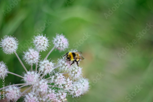 A furry striped bumblebee sits on a poisonous white flower of a water Hemlock on a green background. Textured wings. Close up. Poisonous plant.