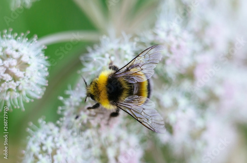 A furry striped bumblebee sits on a poisonous white flower of a water Hemlock on a green background. Textured wings. Close up, top view, macro. Poisonous plant. © miss.lemon