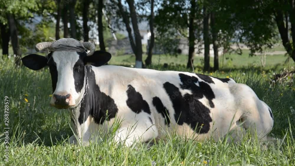 Cow closeup on green grass resting on a hot summer day Cow closeup on green grass resting on a hot summer day