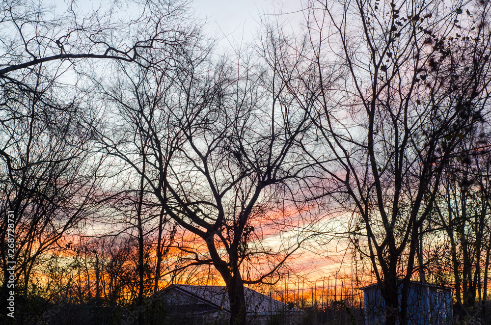 sunset behind trees in winter sunset behind trees in winter