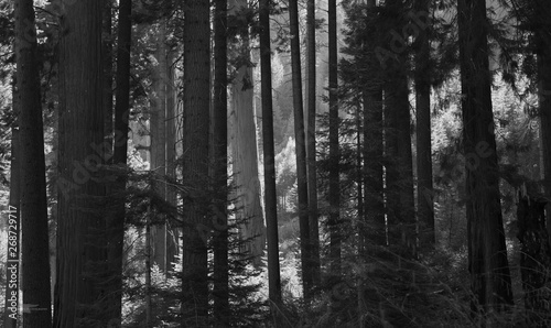 Trees in black and white