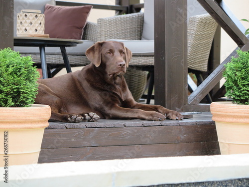 Chocolate labrador retriever rests in the summer house