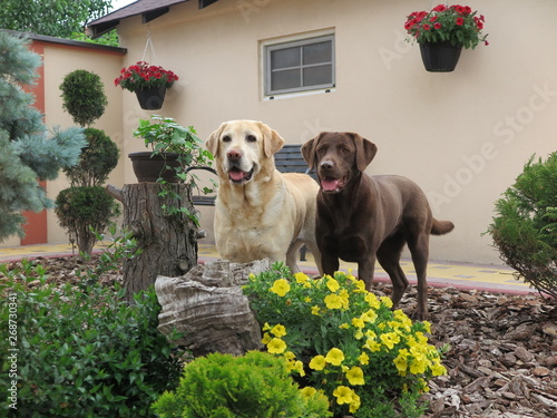 Two labradors in the yard