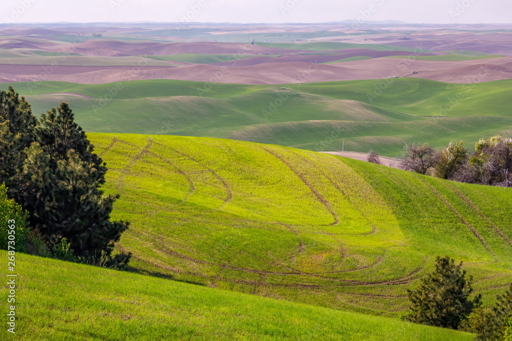 Springtime in The Palouse region of eastern Washington, a vast farming area of mostly wheat fields