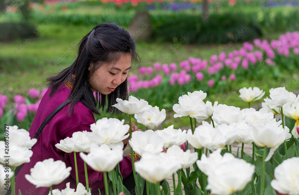 Unspecific woman is looking photo with the tulip fields in the part of garden. Unspecific woman is looking photo with the tulip fields in the part of garden.