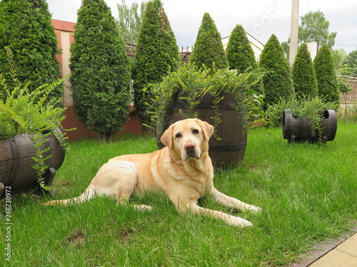 Yellow labrador is lying on the grass