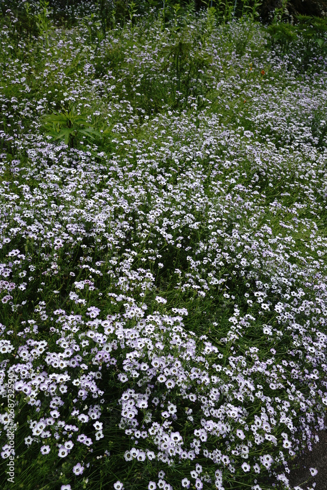 一面に花咲く春の花壇 一面に花咲く春の花壇