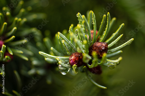 White Spruce Tips photo