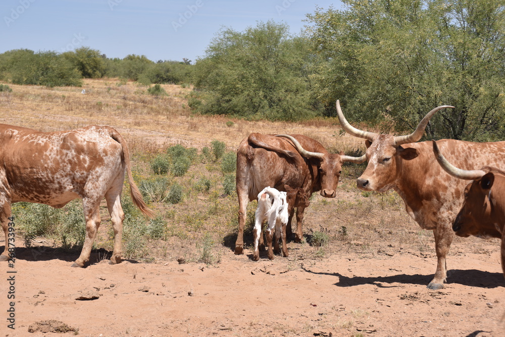 Arizona longhorn cattle.