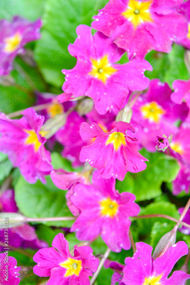 Blooming little pink meadow flower in the garden