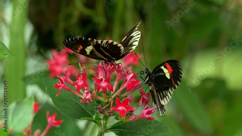 Tropical butterfly longwing Heliconius