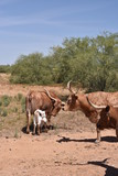 Arizona longhorn cattle.