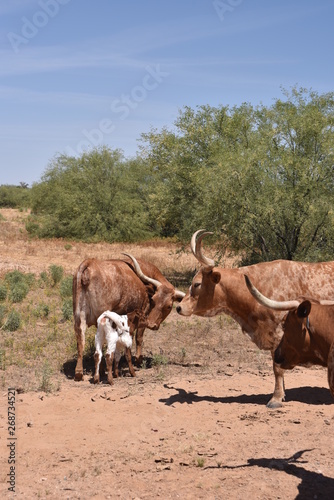 Arizona longhorn cattle.