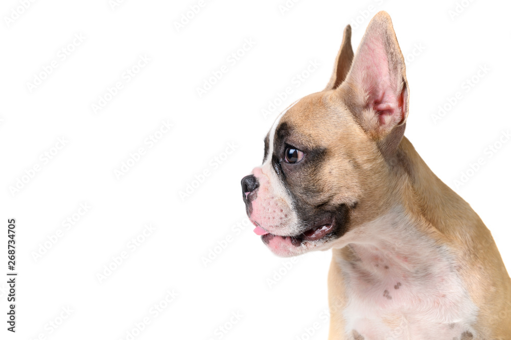 Side view of french bulldog looking isolated
