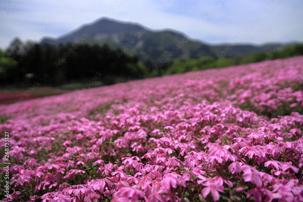 羊山公園の芝桜 羊山公園の芝桜