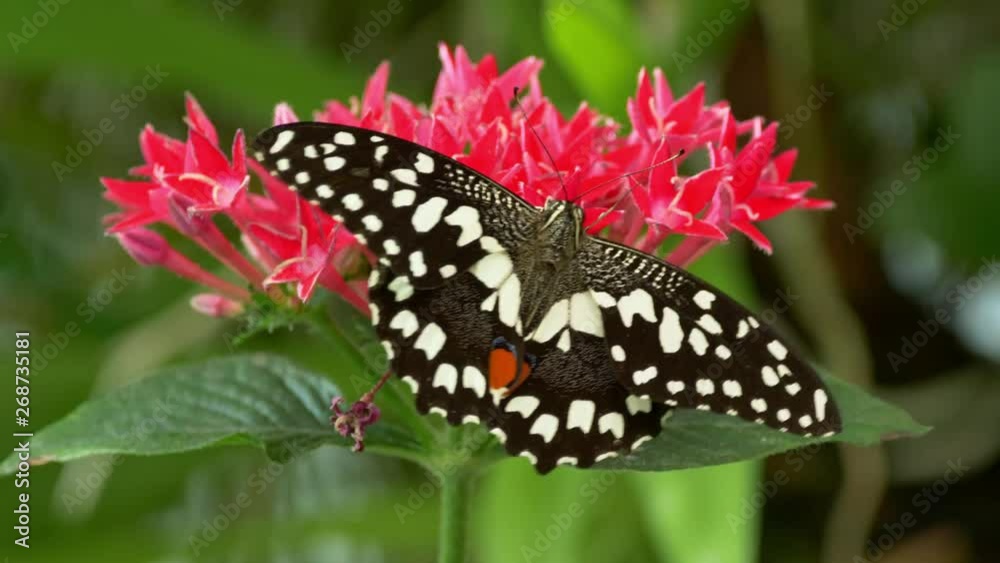 Tropical swallowtail butterfly Papilio demoleus Tropical swallowtail butterfly Papilio demoleus
