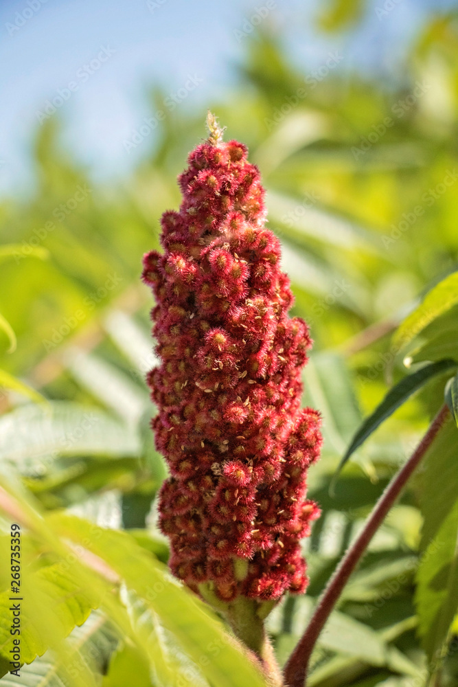 Close Up of Sumac at the Beach Fuzzy red/purple flowers in detail. Close Up of Sumac at the Beach Fuzzy red/purple flowers in detail.