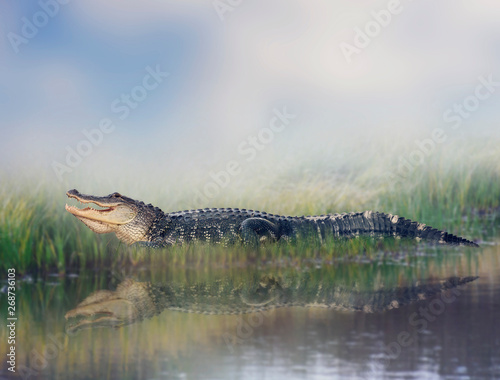American alligator near water