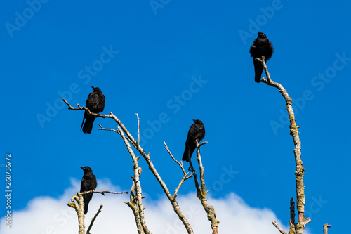Murder of crows gathering on dead tree branches