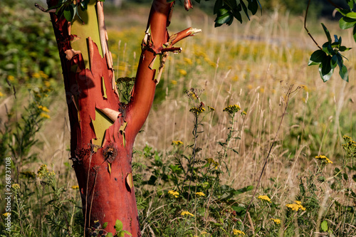 Peeling Madrona with red core in a grassy field