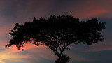 Silhouette of a tree at sunset time. Background consist of beautiful orange and purple moving clouds in the sky.