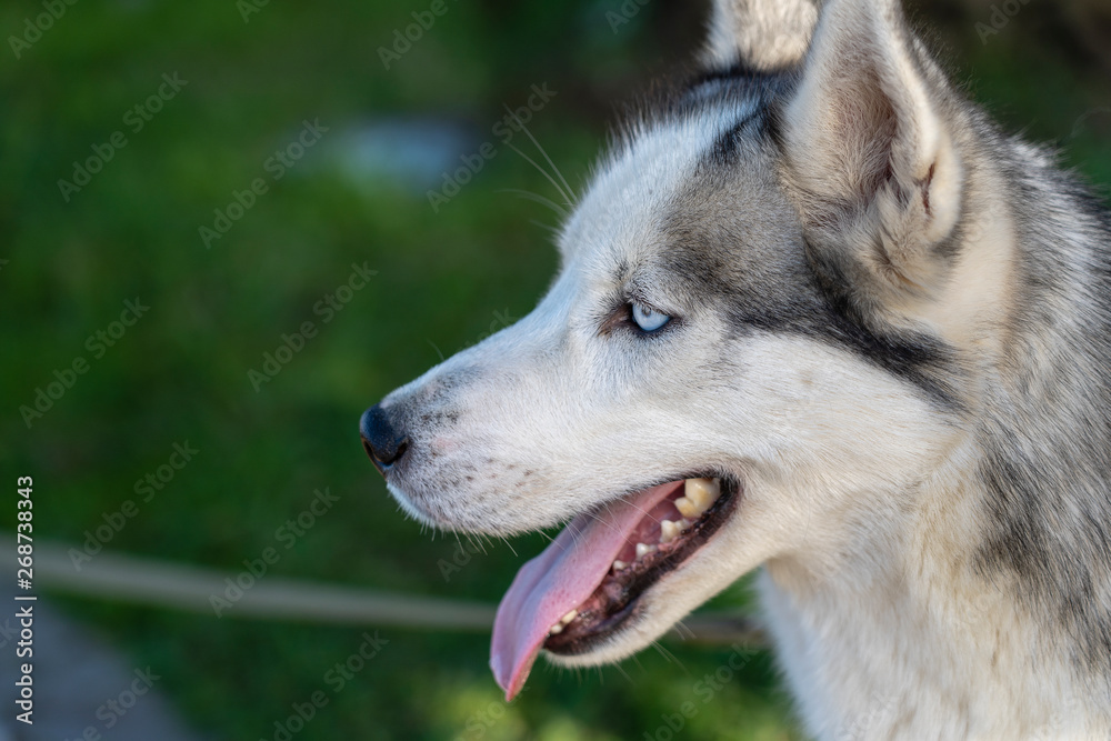 Siberian husky dog with blue eyes sits and looks, outdoors in nature on a sunny day, close up