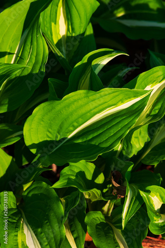 Hosta plant on a sunny day. Macro photo of hosta leaves. green hosta (Plantain lilies) leaves on a sunny day.