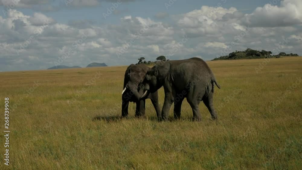 Two elephants play in the national park in Africa. They have fun. They are so loving to each other. Two elephants play in the national park in Africa. They have fun. They are so loving to each other.