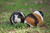 two cute guinea pigs adorable american tricolored with swirl on head