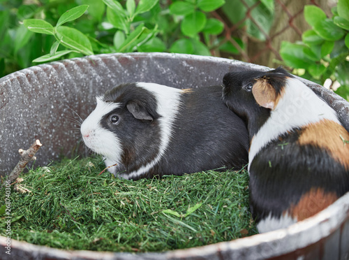 two cute guinea pigs adorable american tricolored with swirl on head © Polina