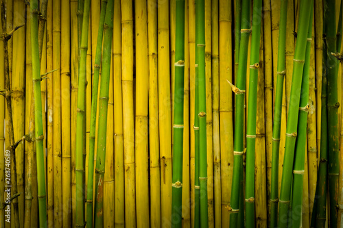 Green and yellowish brown of bamboo wall