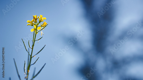 yellow flowers on blue sky