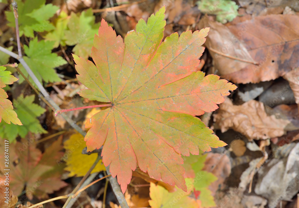 Leaf of maple 4