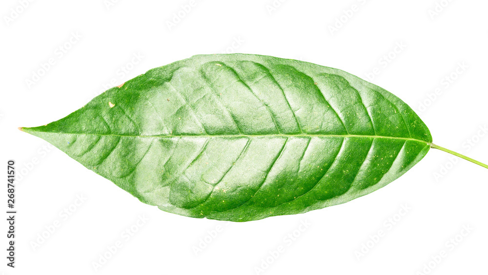 Obraz premium Green leaf isolated on white background with clipping path.
