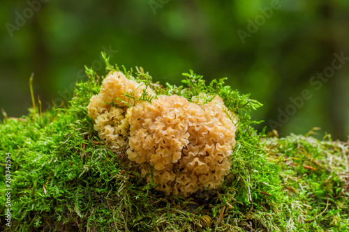 A cauliflower fungus grows between moss on a tree stump. Concept edible mushrooms.