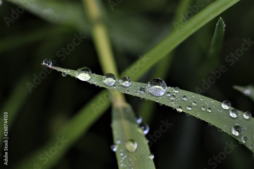 Early morning dew on grass and leaves form water droplets into intricate designs and patterns.