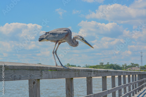 A Great Blue Heron sees a fish to eat on the fishing pier at Gulf Port, Harrison County Mississippi, Gulf of Mexico USA photo