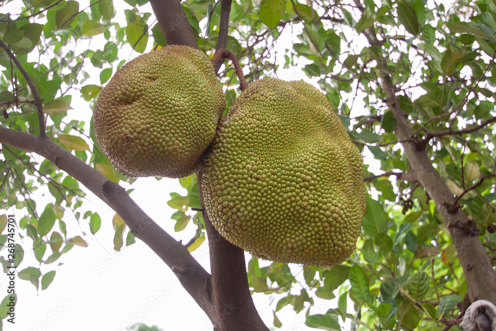Jackfruit on the tree isolated on white background.