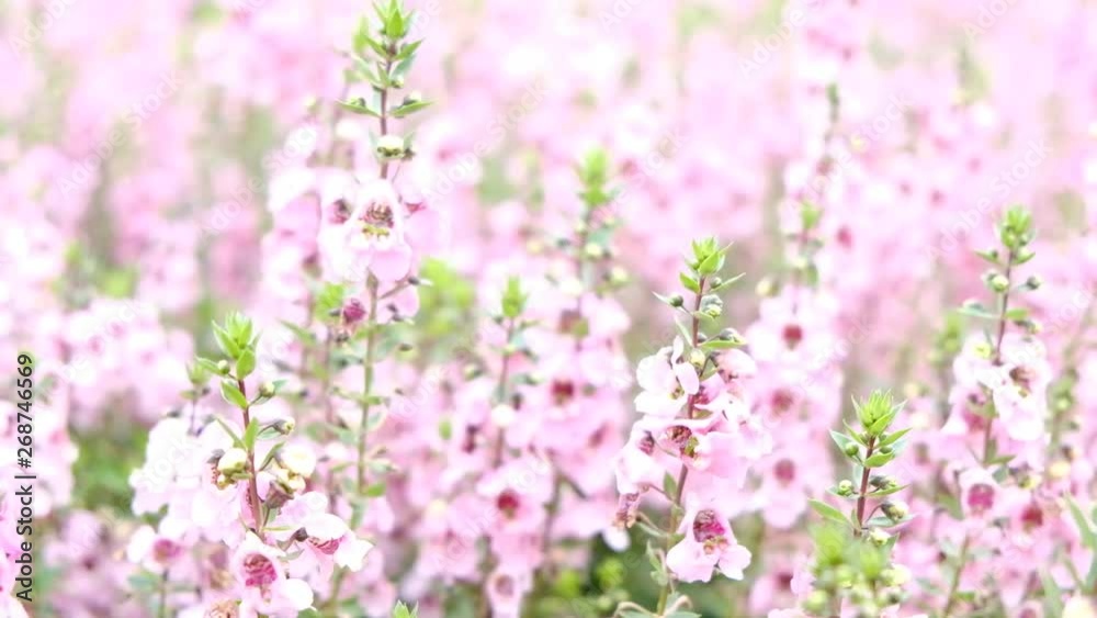 Group of Angelonia goyazensis Benth or purple Angelonia flower in the garden. Group of Angelonia goyazensis Benth or purple Angelonia flower in the garden.