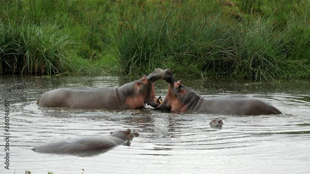 Two hippos have fun in the water. Brother love. Two hippos have fun in the water. Brother love.
