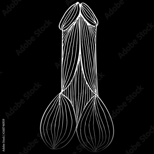 Abstract hand drawn penis icon isolated on black background. Human organs element icon. Vector illustration. Line art. Sketch