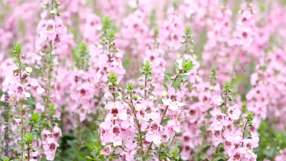 Group of Angelonia goyazensis Benth or purple Angelonia flower in the garden. Group of Angelonia goyazensis Benth or purple Angelonia flower in the garden.