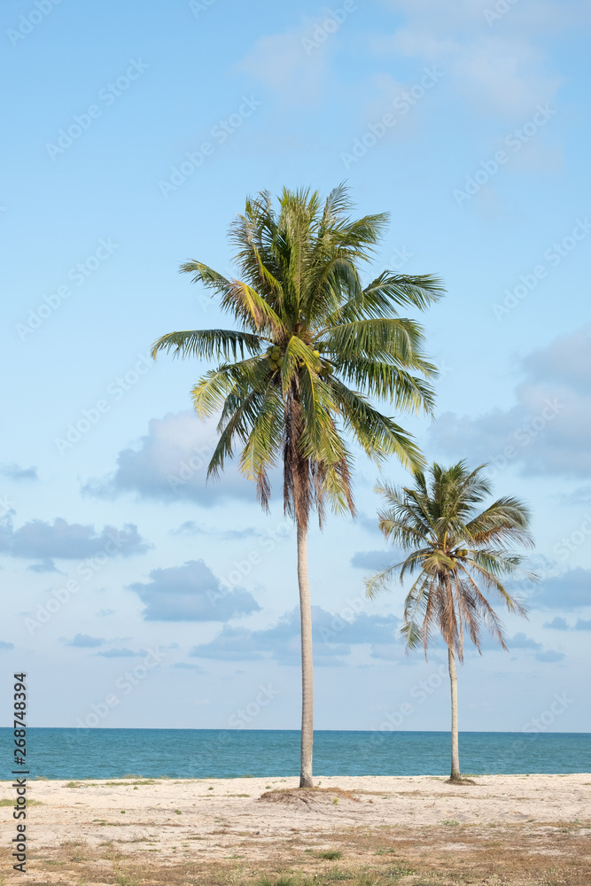 Fototapeta premium Coconut trees by the beach On the bright sky