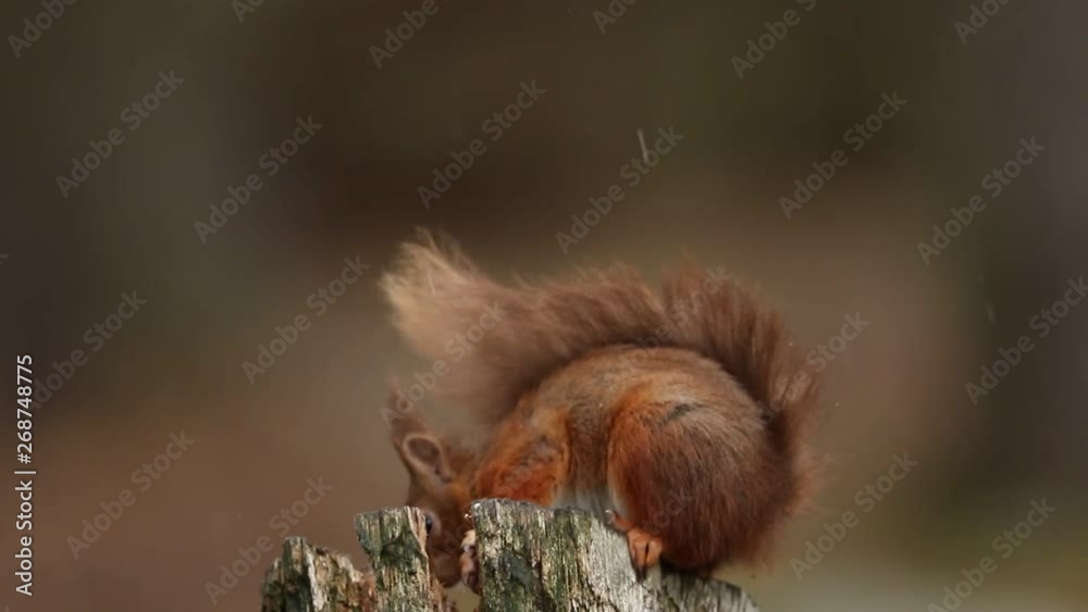 A stunning Red Squirrel, Sciurus vulgaris, sitting on a tree stump eating a nut in the pouring rain. A stunning Red Squirrel, Sciurus vulgaris, sitting on a tree stump eating a nut in the pouring rain.