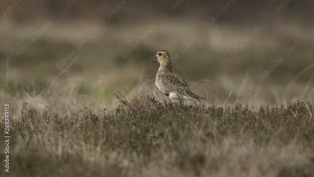 A stunning calling Golden Plover, Pluvialis apricaria, standing in the heather in the moors in the pouring rain. A stunning calling Golden Plover, Pluvialis apricaria, standing in the heather in the moors in the pouring rain.