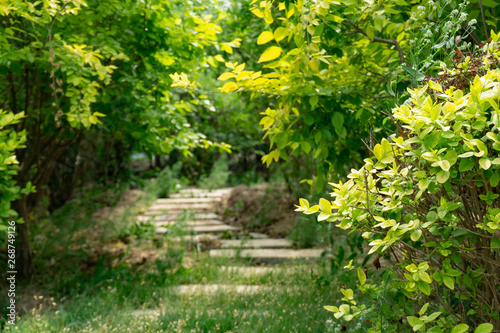 Fototapeta Naklejka Na Ścianę i Meble -  path in garden