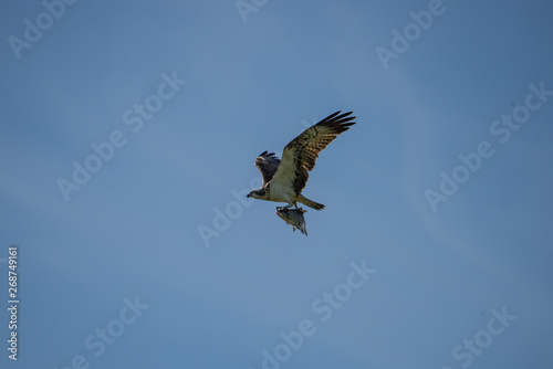 Osprey with a Bream in the air