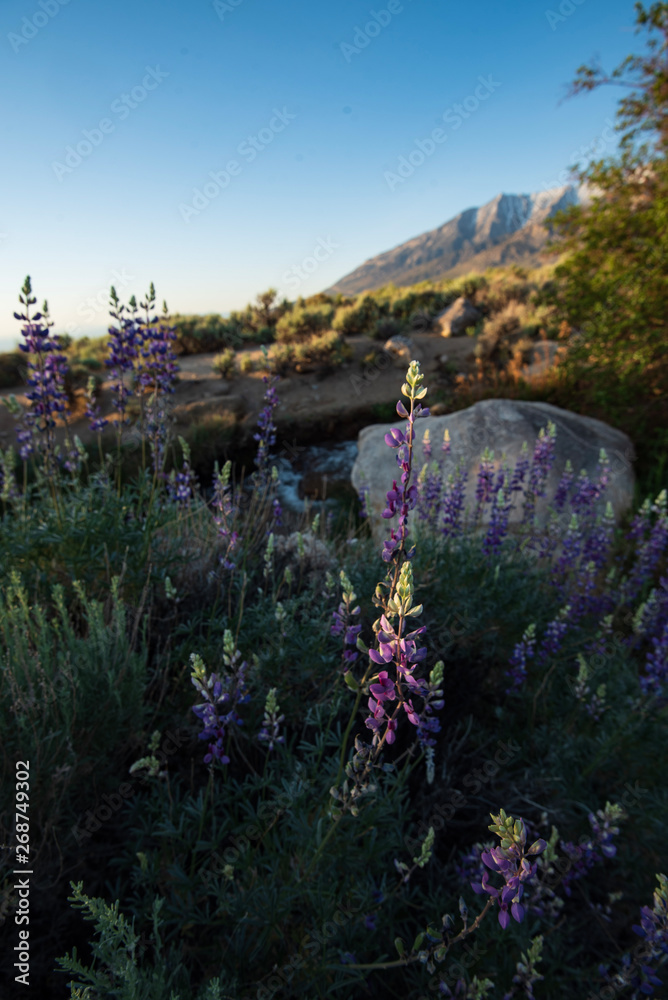 purple lupine wildflowers blooming in spring desert landscape sierra Nevada mountain range