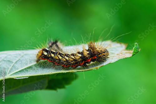 The shaggy caterpillar of a butterfly on a green leaf, a garden and garden pest