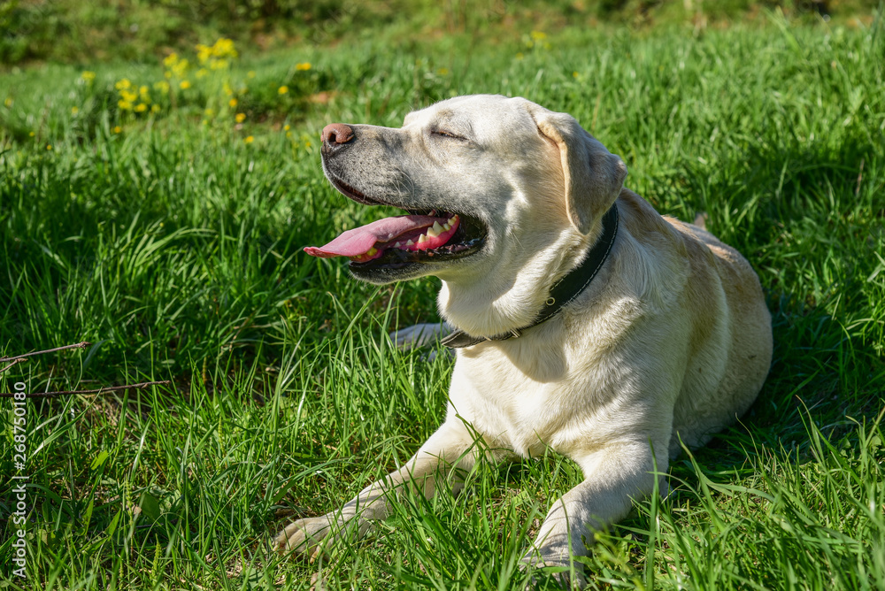 Golden Labrador lying on the green grass in the Park. Dog relaxes on nature. Family vacation. The Golden Labrador. Active walk with a pet. Sunny summer day. Walking with a dog in the city. Golden Labrador lying on the green grass in the Park. Dog relaxes on nature. Family vacation. The Golden Labrador. Active walk with a pet. Sunny summer day. Walking with a dog in the city.